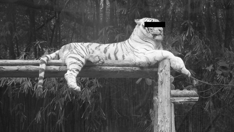 Where Time Has Yielded