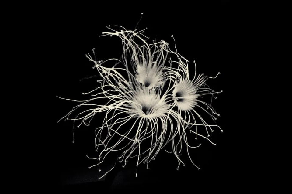 Robert Zhao Renhui: Trying to Remember a Tree